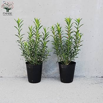 エリオステモン　挿し木苗 エリオステモン 9cmポット苗 オージー 観葉植物 greenery